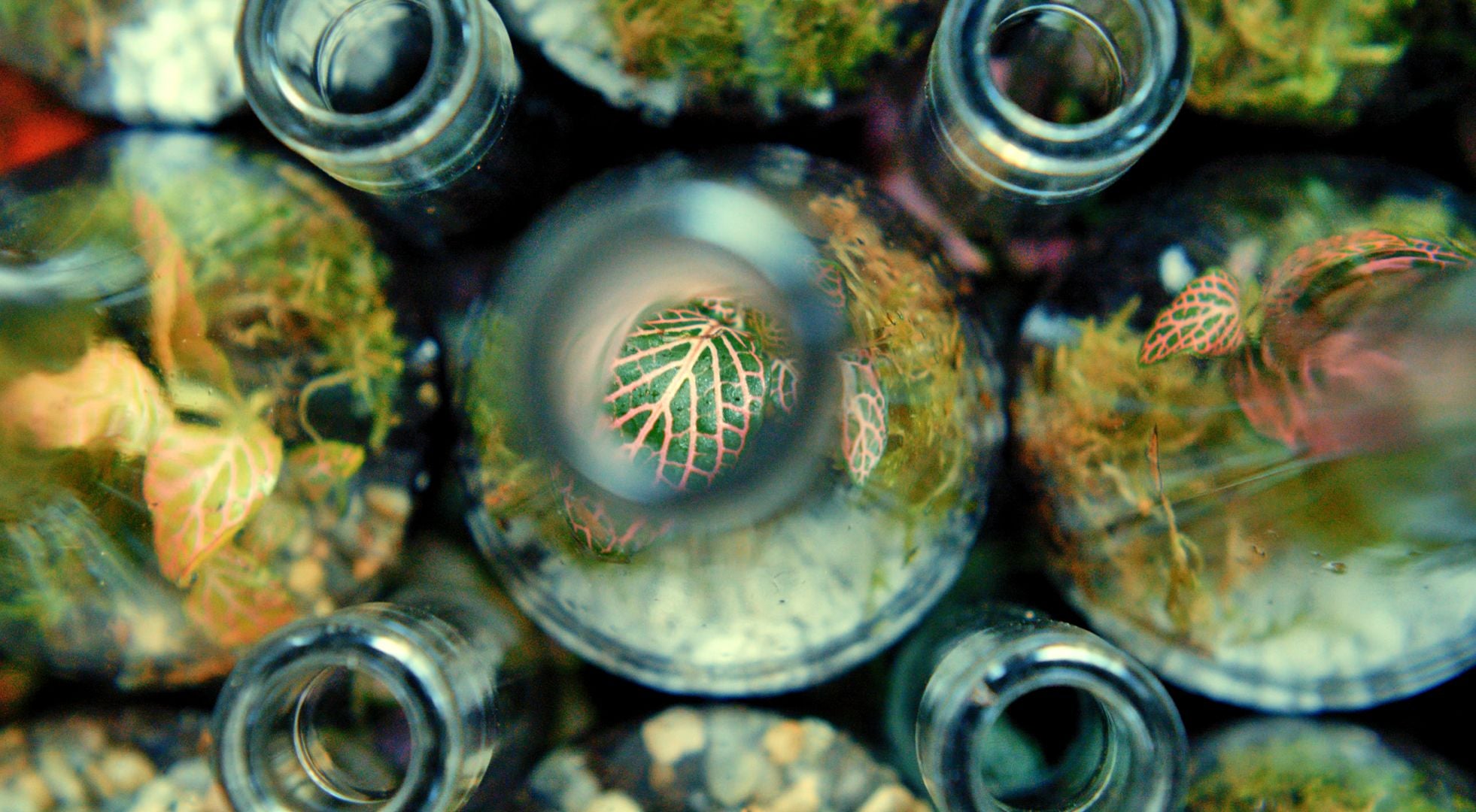 Il Giardino di Vetro