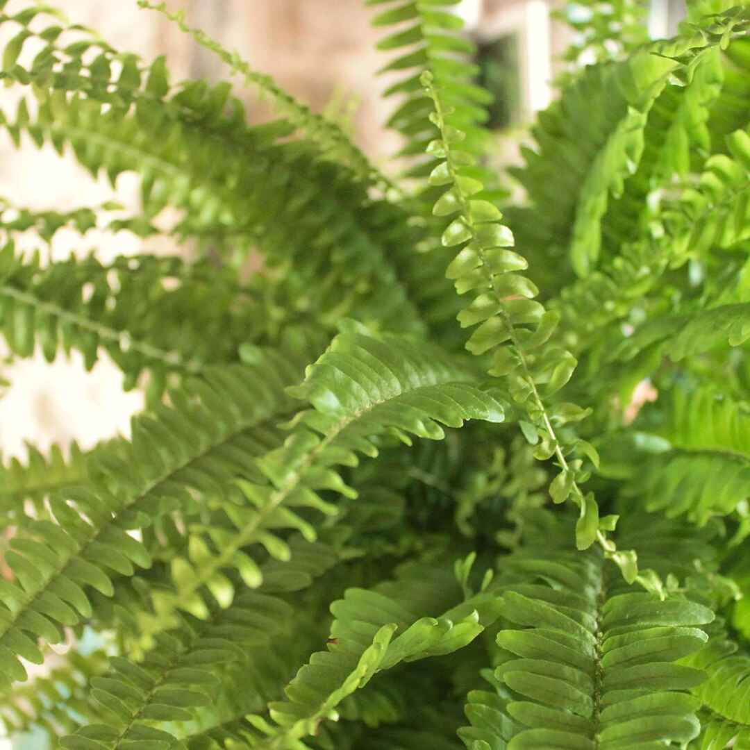 Il Giardino di Vetro