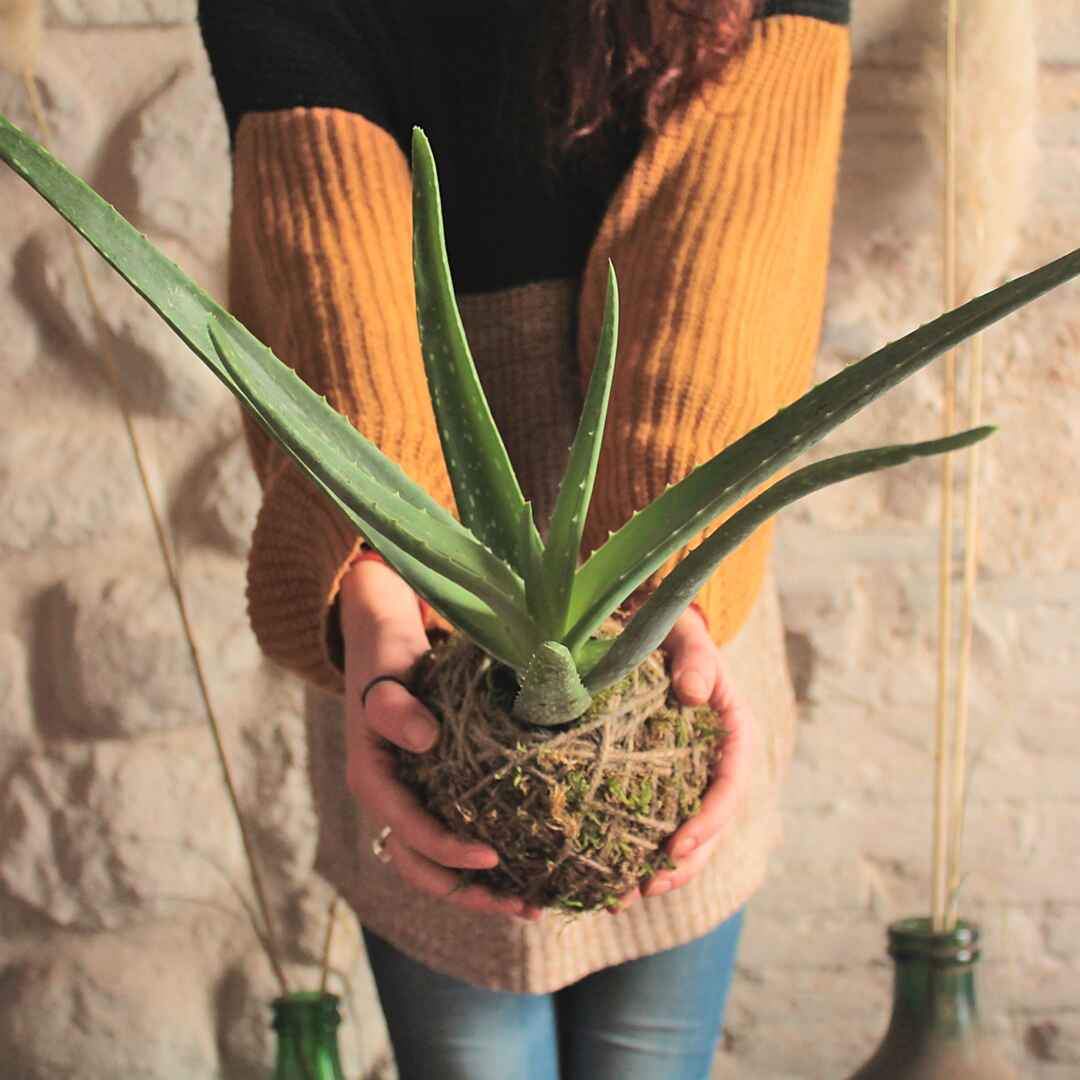 Il Giardino di Vetro