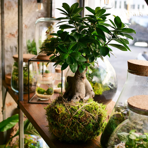 Kokedama bonsai Ficus Ginseng