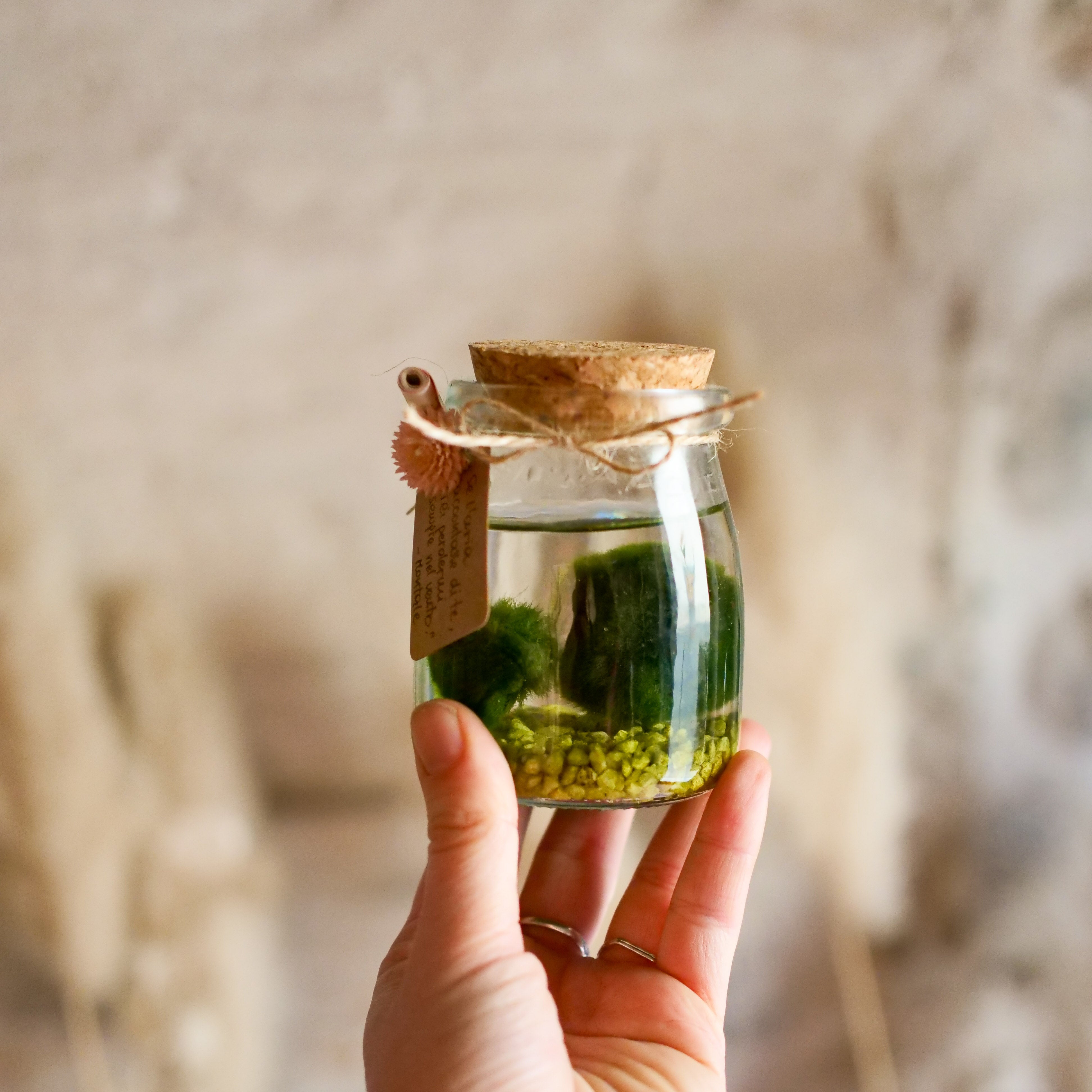 Il Giardino di Vetro