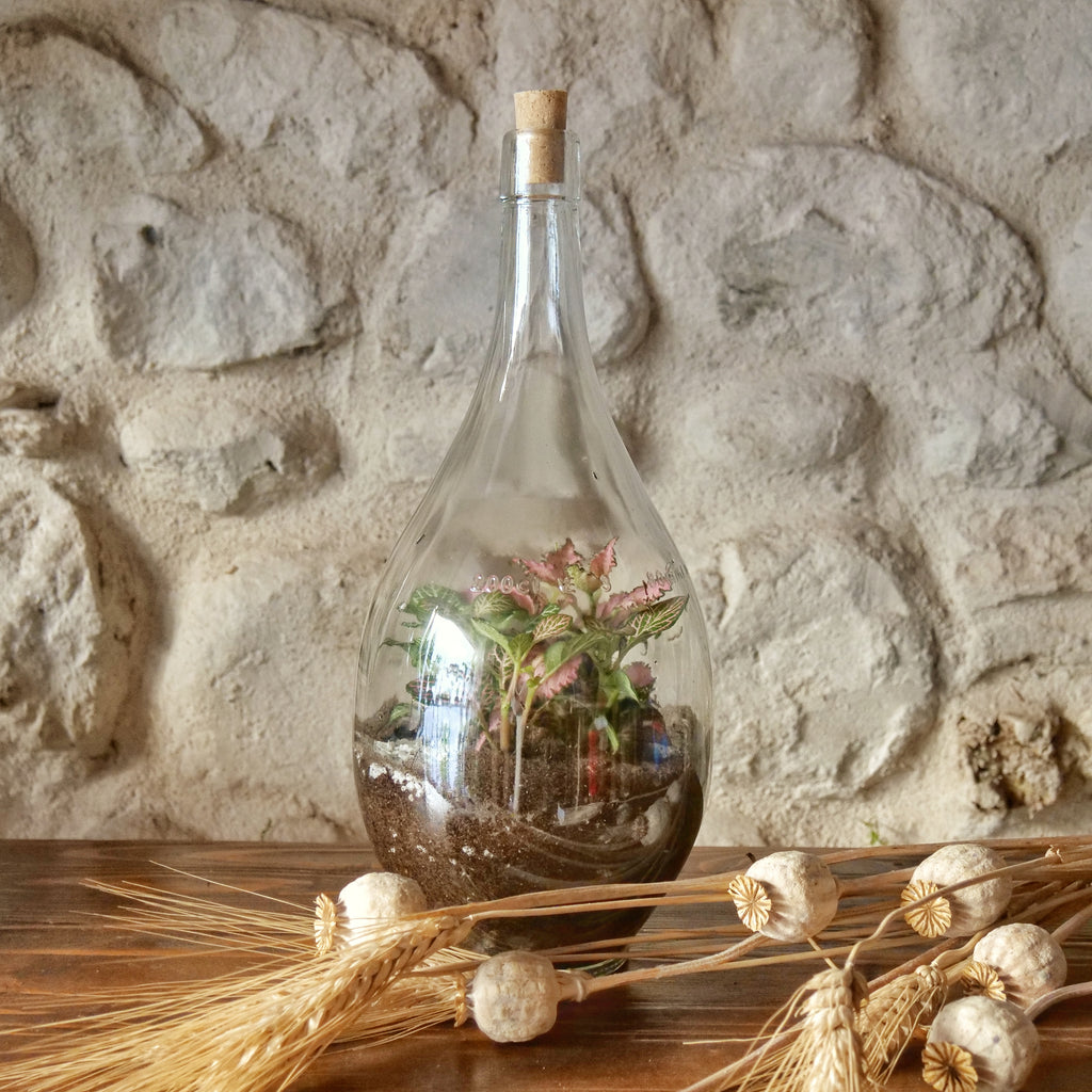 Terrarium Fiasco 2 litri