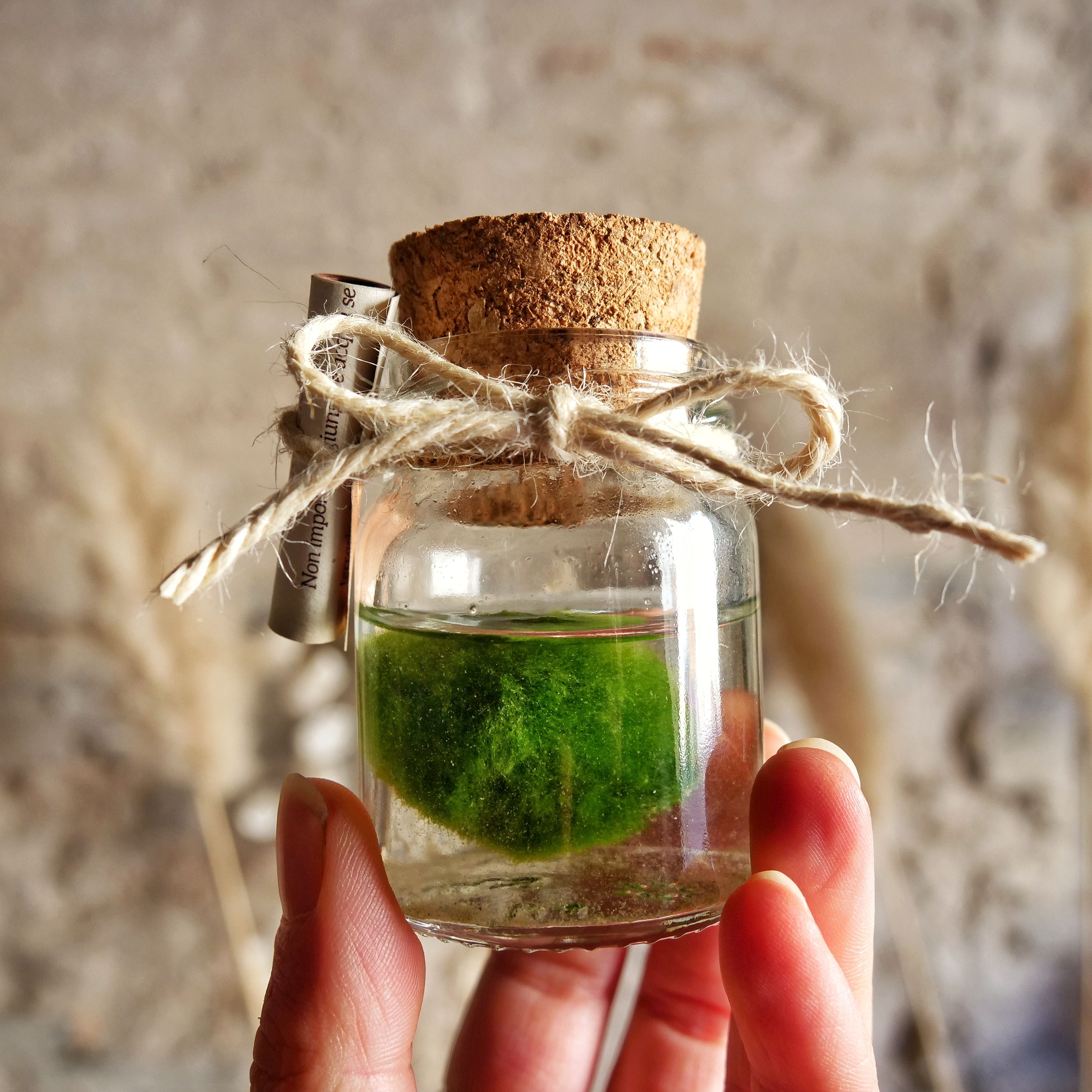 Il Giardino di Vetro