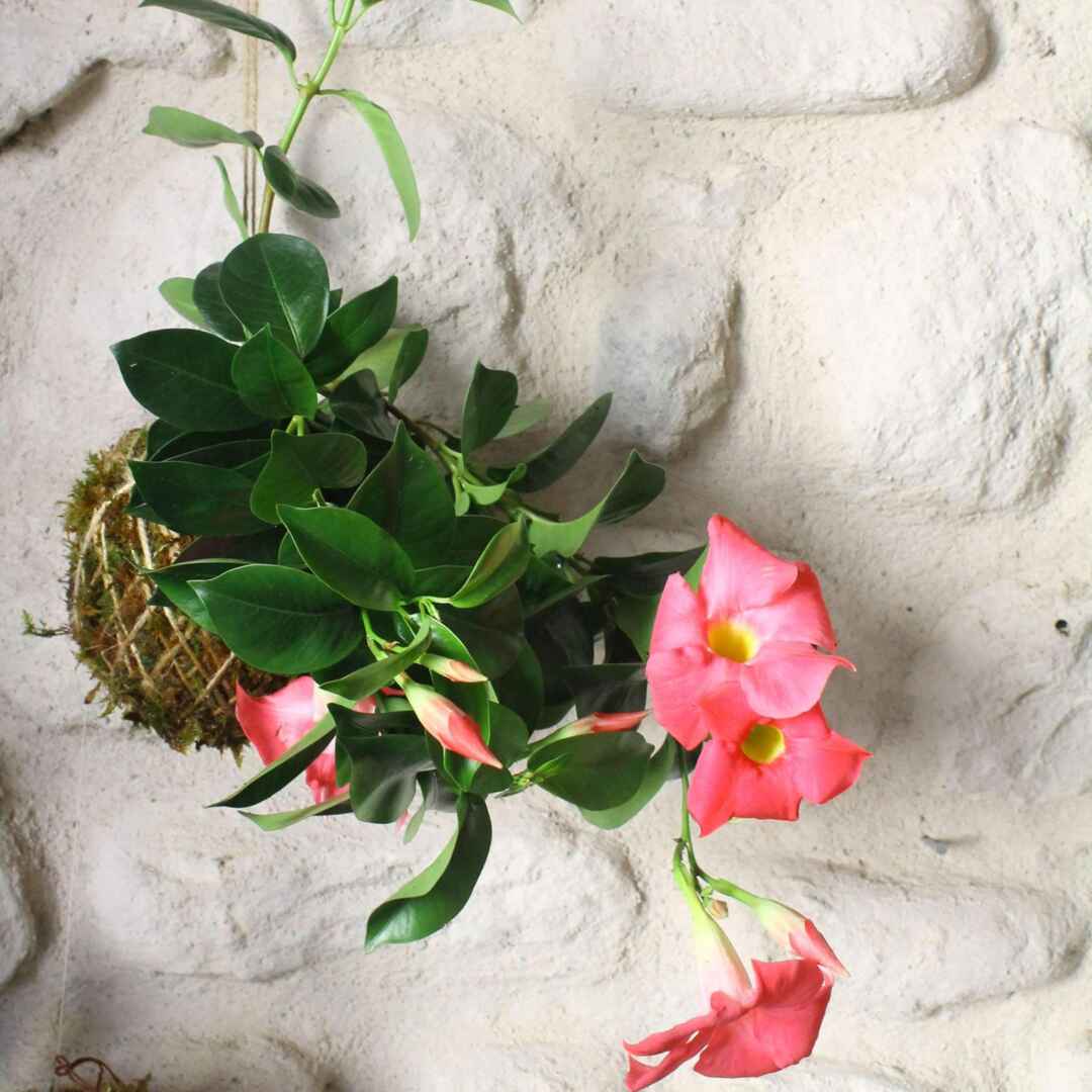 Il Giardino di Vetro