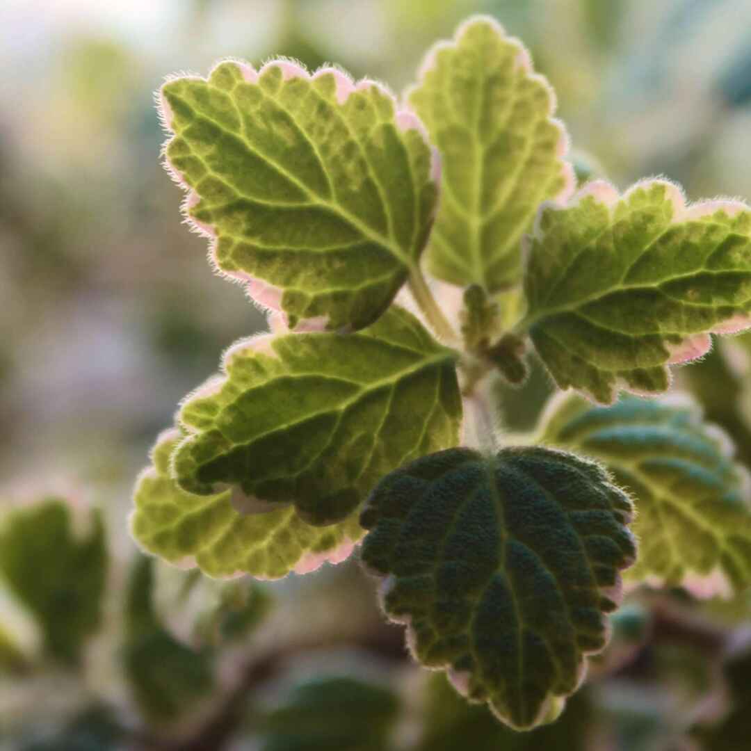 Il Giardino di Vetro