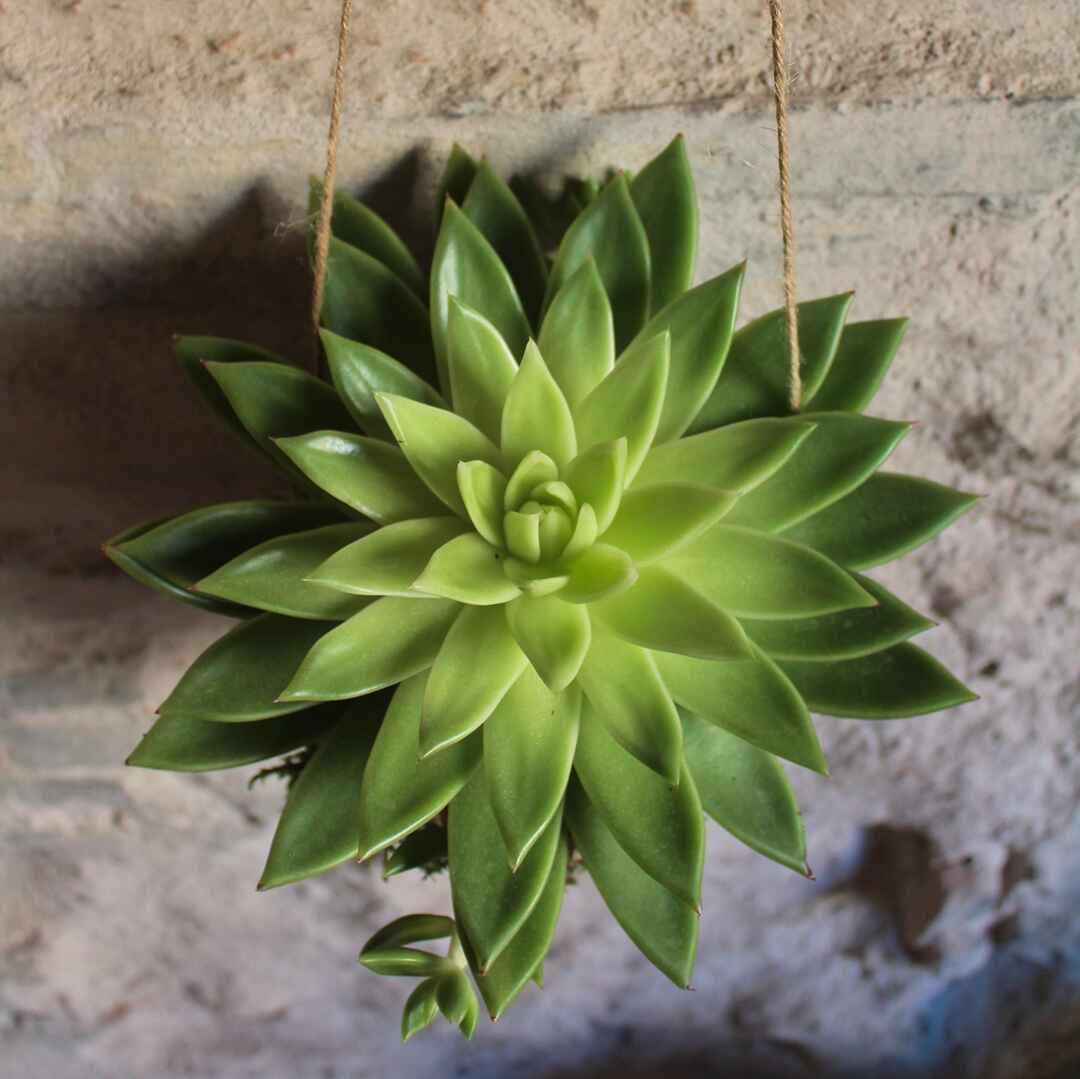 Il Giardino di Vetro