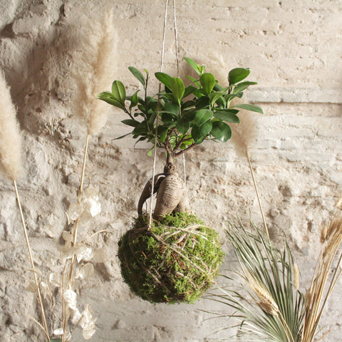 Kokedama bonsai Ficus Ginseng