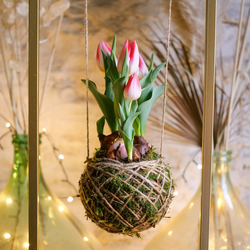 Kokedama Tulipano