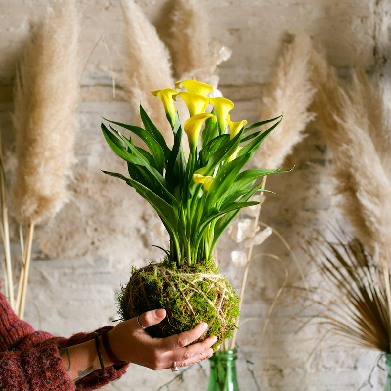 Kokedama Calla