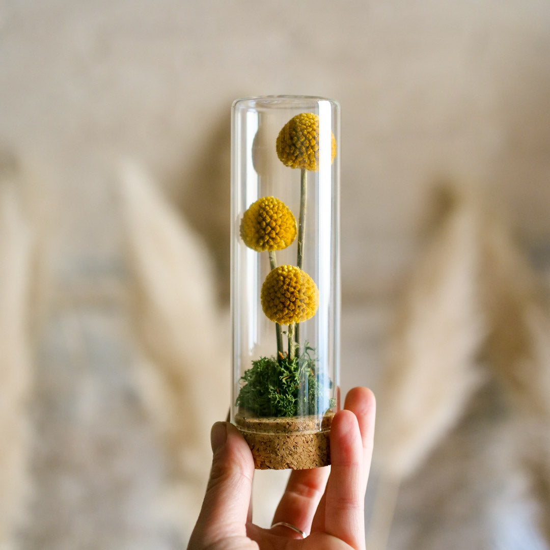 Il Giardino di Vetro