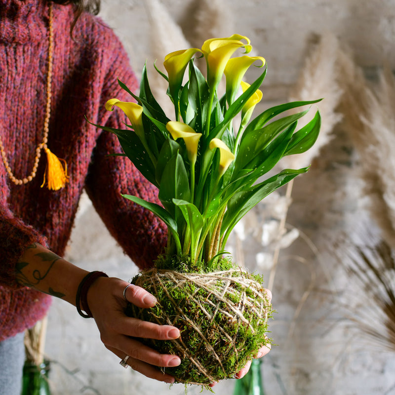 Kokedama Calla