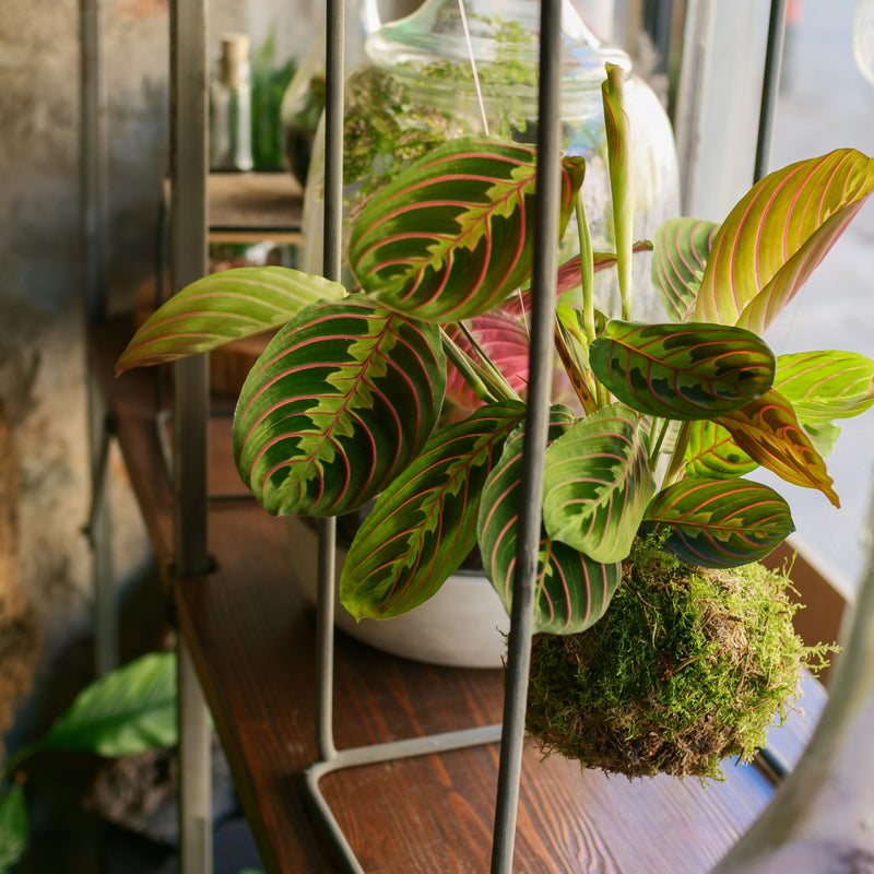 Kokedama Maranta
