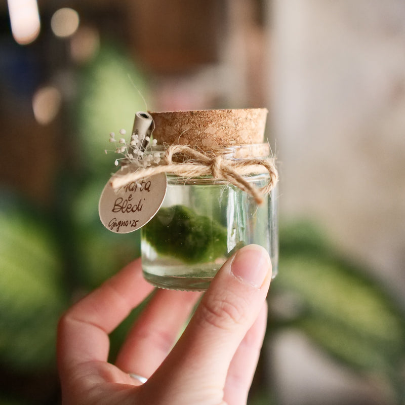 Bomboniera Marimo