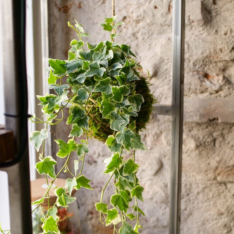 Kokedama Edera