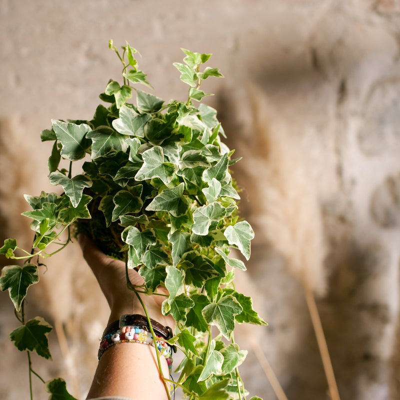 Kokedama Edera