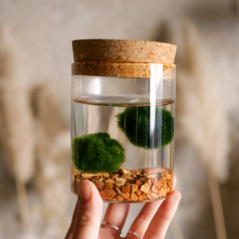 Marimo