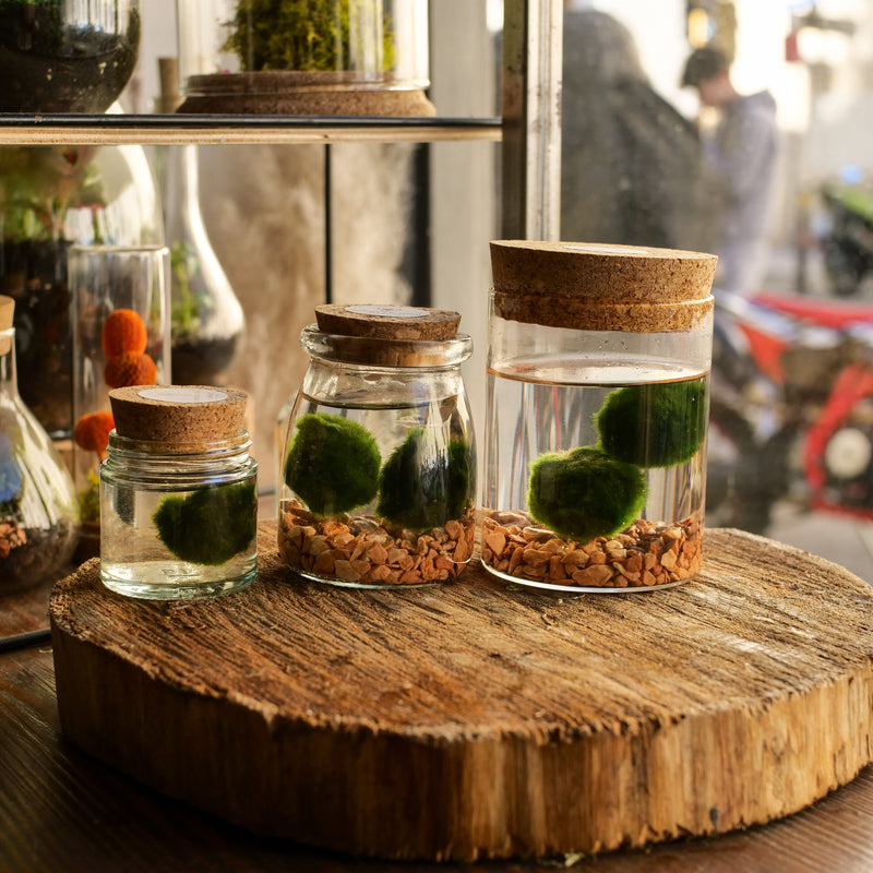 Marimo