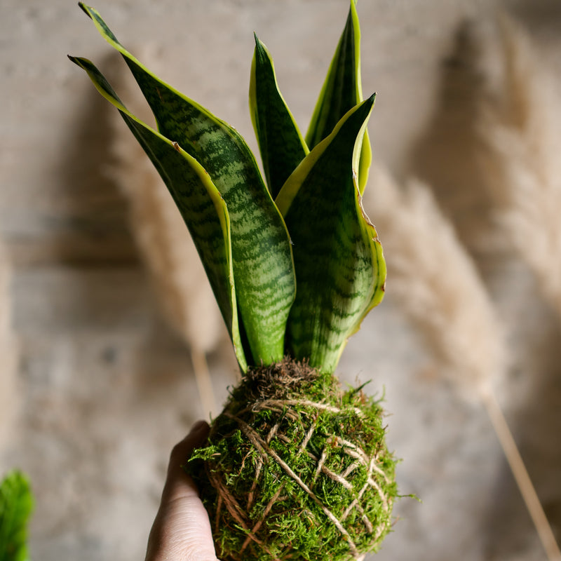 Kokedama Sanseveria