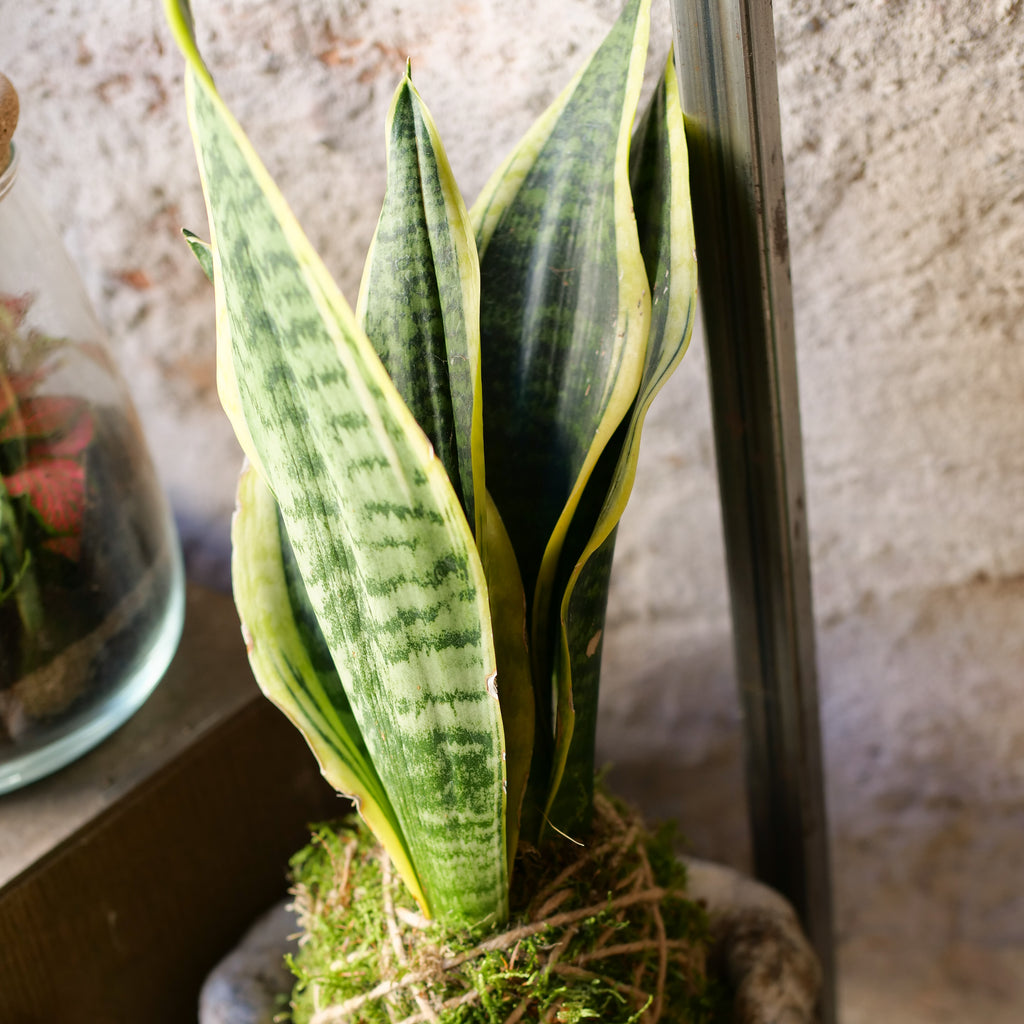 sansevieria camera da letto Kokedama Sanseveria – Il Giardino di Vetro