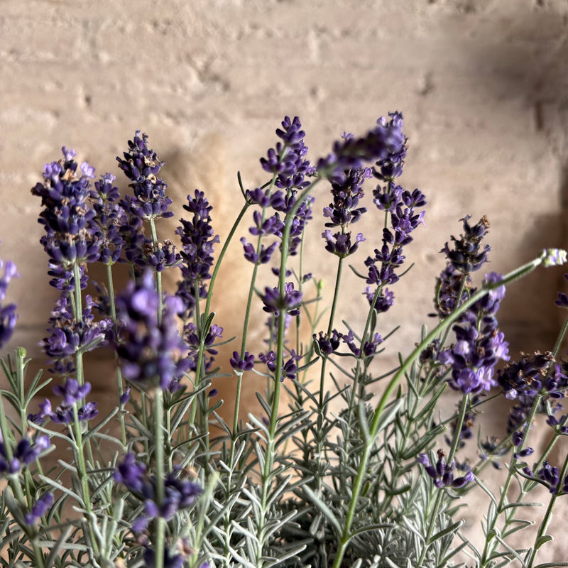 Kokedama Lavanda