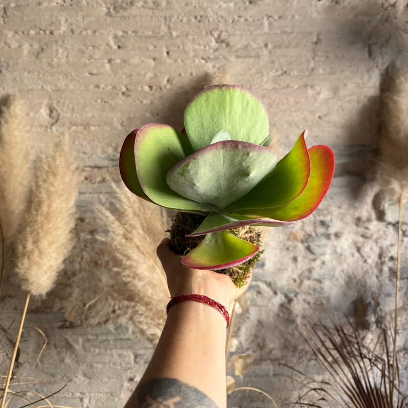 Kokedama Echeveria