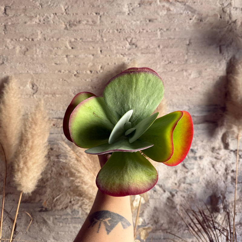 Kokedama Echeveria