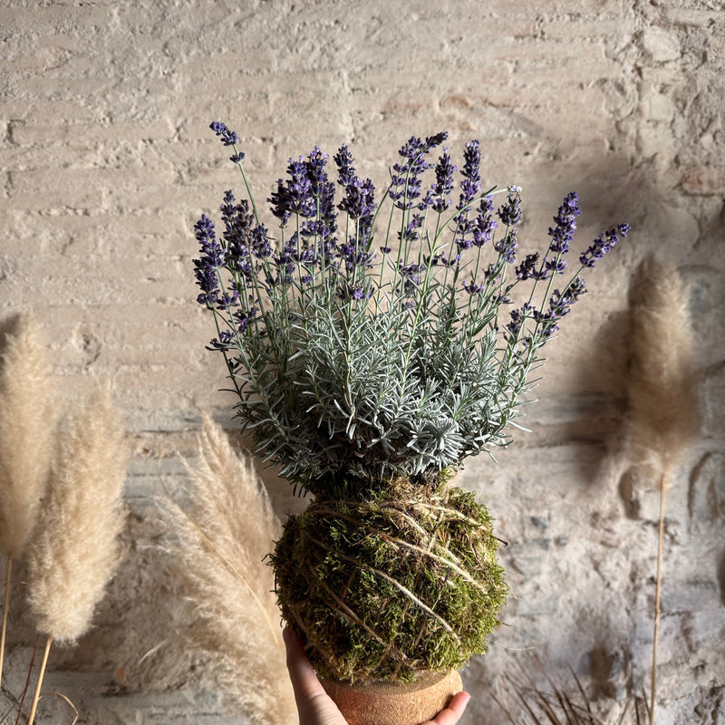 Kokedama Lavanda