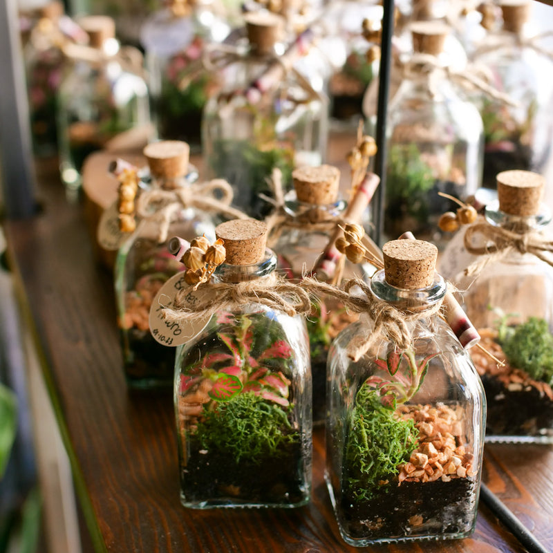 Terrarium bomboniera