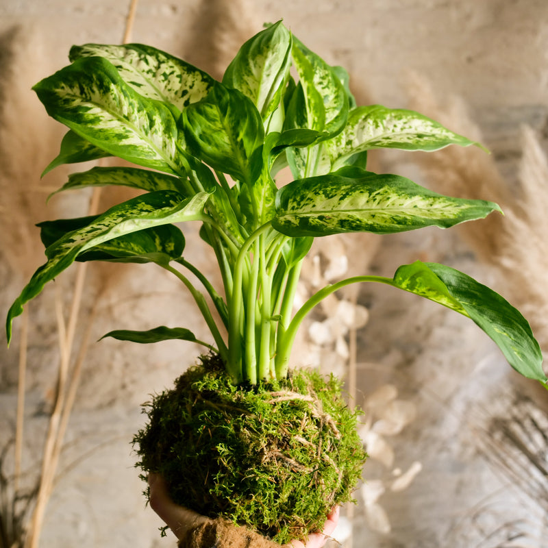 Kokedama Dieffenbachia