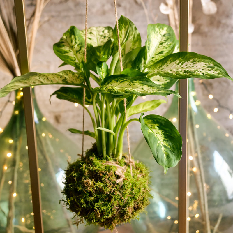 Kokedama Dieffenbachia