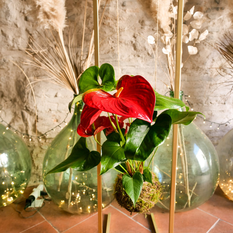 Kokedama Anthurium