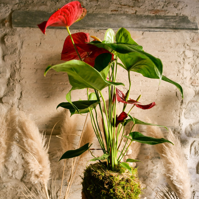 Kokedama Anthurium