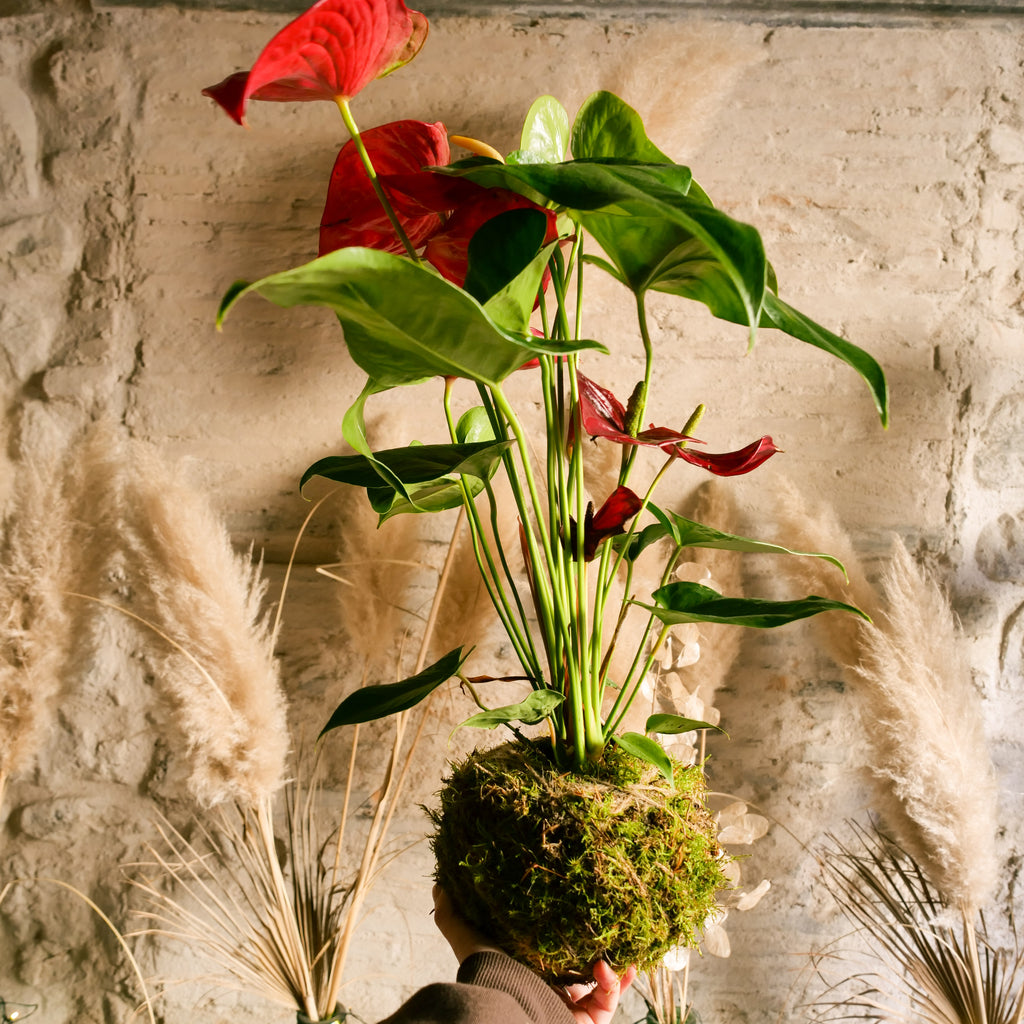 kokedama anthurium Kokedama Anthurium – Il Giardino di Vetro