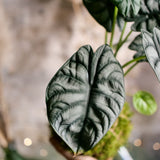 Kokedama Alocasia Silver Dragon