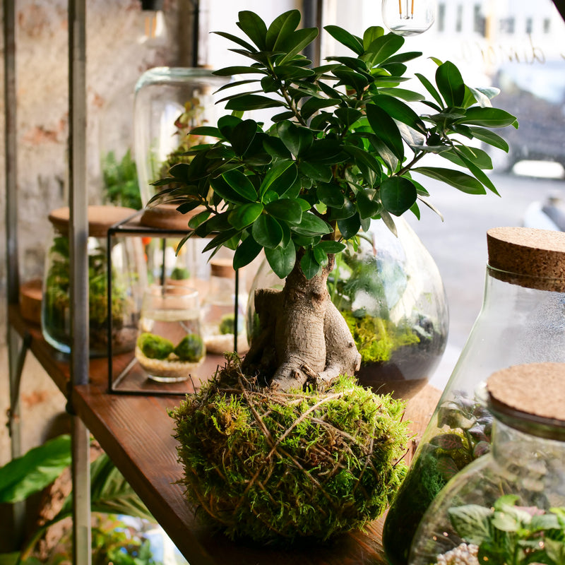 Kokedama bonsai Ficus Ginseng