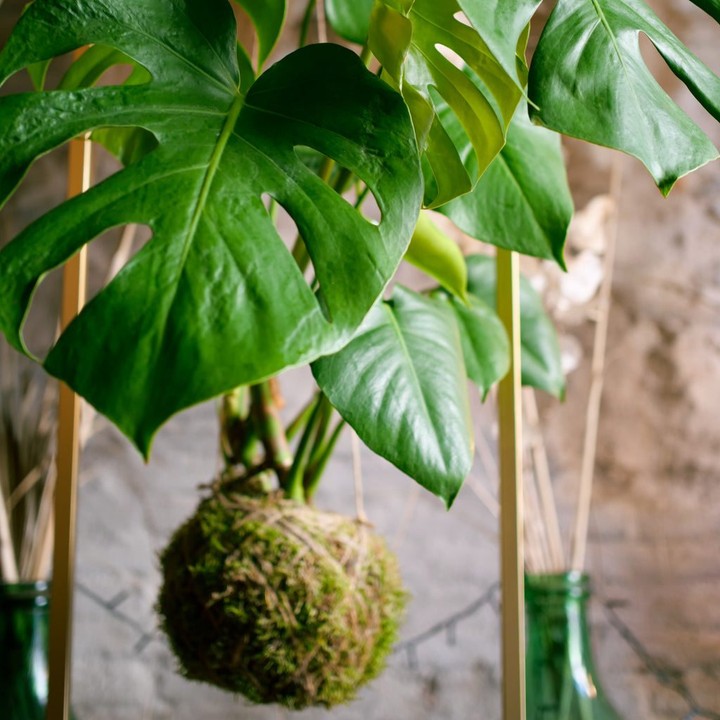 monstera deliciosa kokedama Kokedama Monstera deliciosa – Il Giardino di Vetro