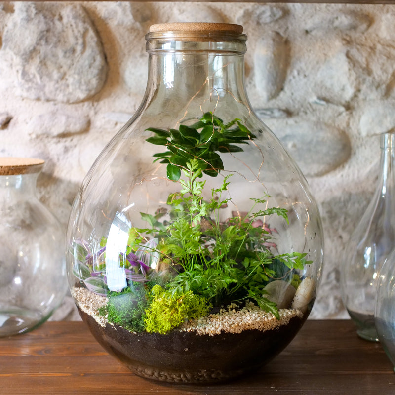 Terrarium Damigiana 25 lt
