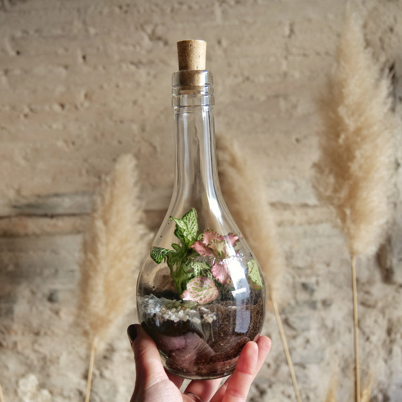 Terrarium Fiasco 1/2 litro