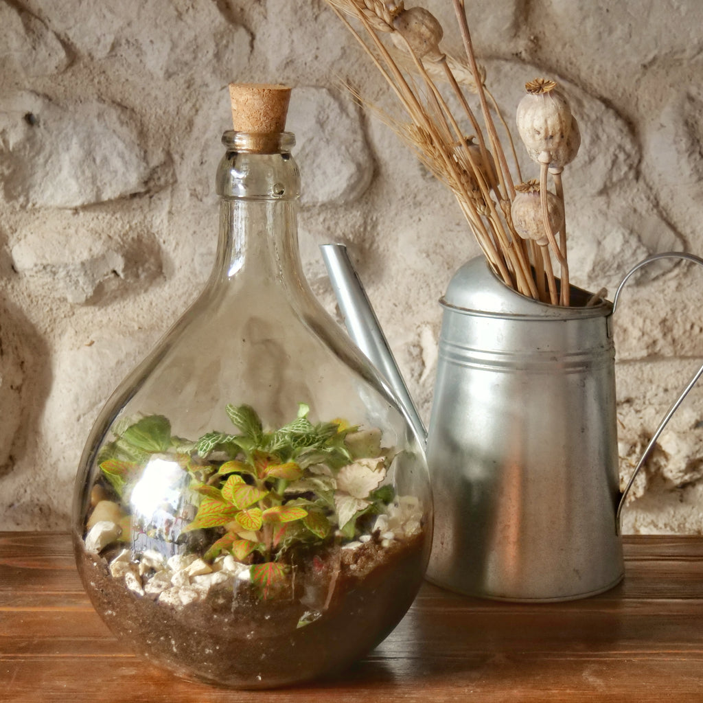 Terrarium Damigiana 5 litri – Il Giardino di Vetro