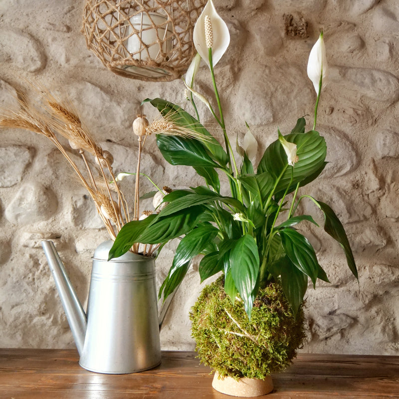 Kokedama Spatifillo