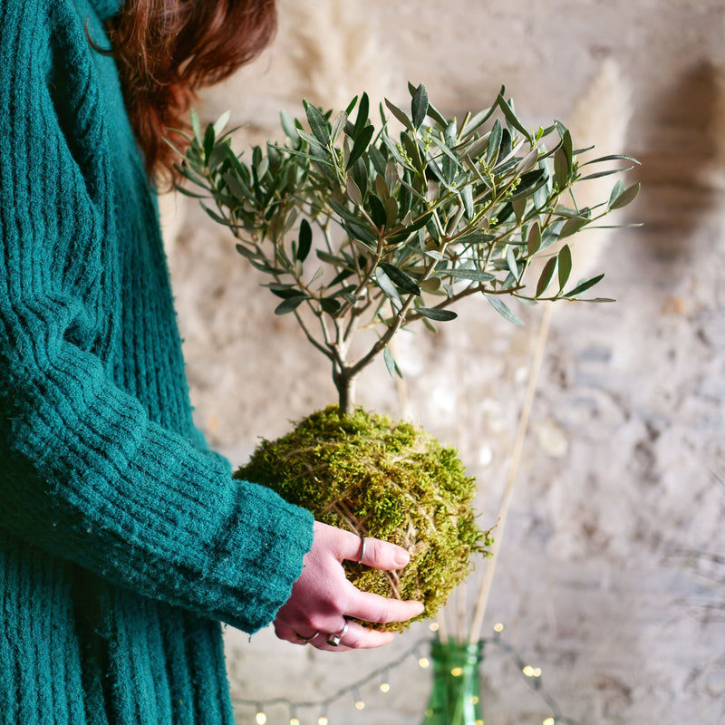 Kokedama Ulivo maxi