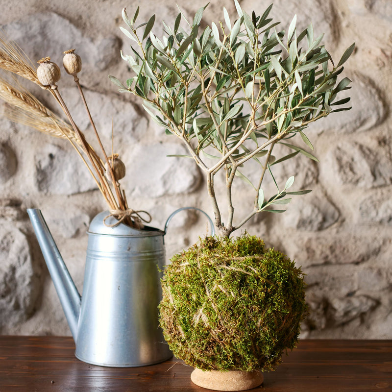 Kokedama Ulivo maxi