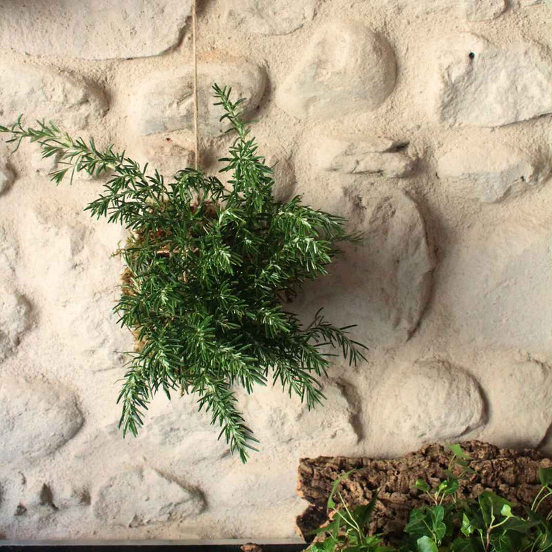 Kokedama Rosmarino