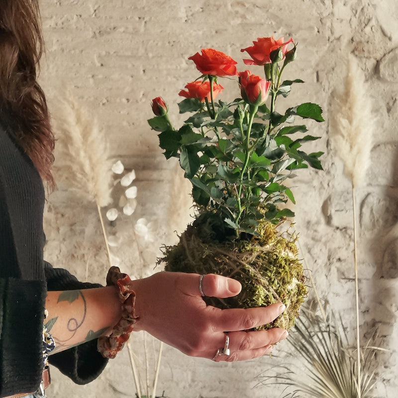 Kokedama Rosa