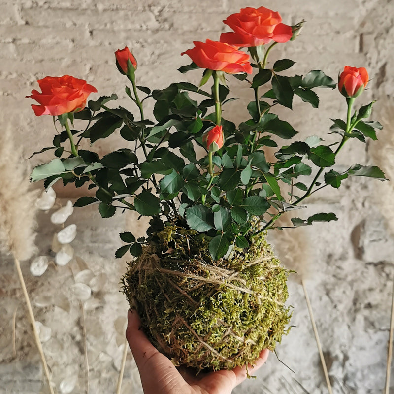 Kokedama Rosa