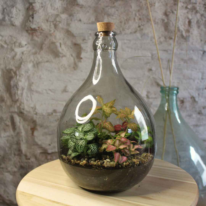 Terrarium Damigiana 5 litri