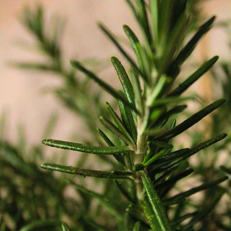 Kokedama Rosmarino