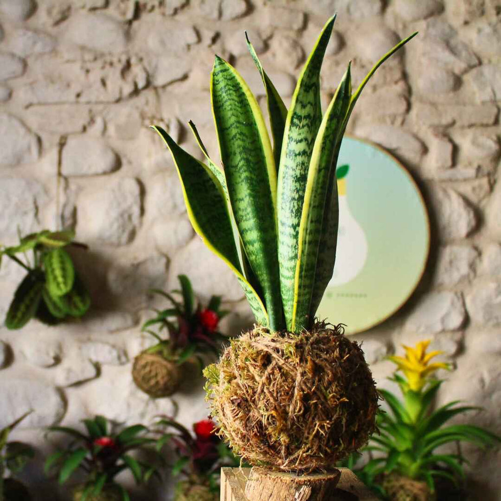 kokedama sansevieria Kokedama Sanseveria – Il Giardino di Vetro