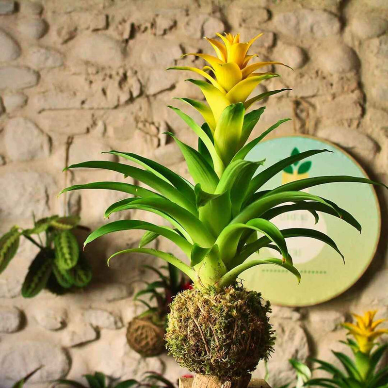 Kokedama Bromelia gialla