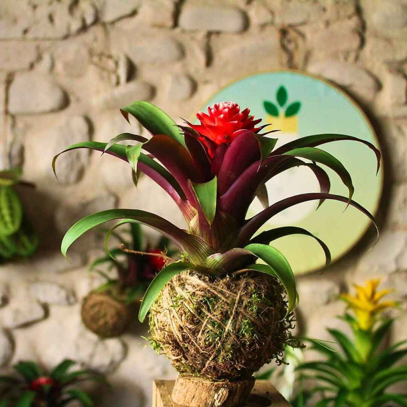 Kokedama Bromelia rossa